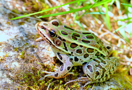 frogs vs. toads