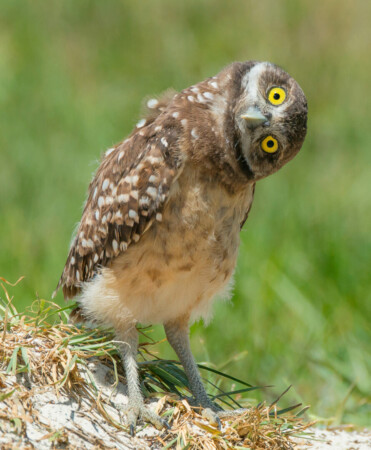 owl facts