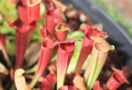 carnivorous plants