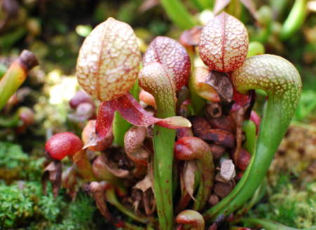 carnivorous plants