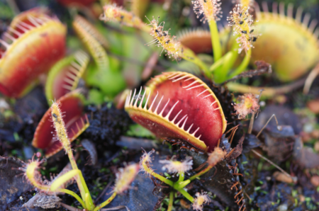 carnivorous plants