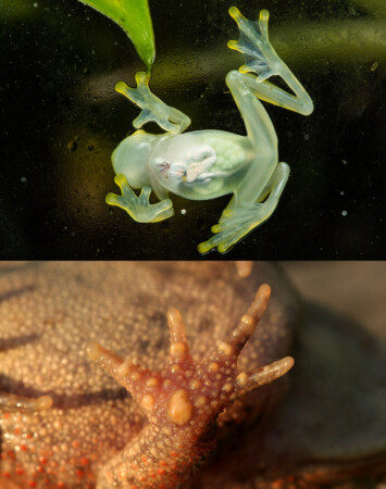 frogs vs. toads