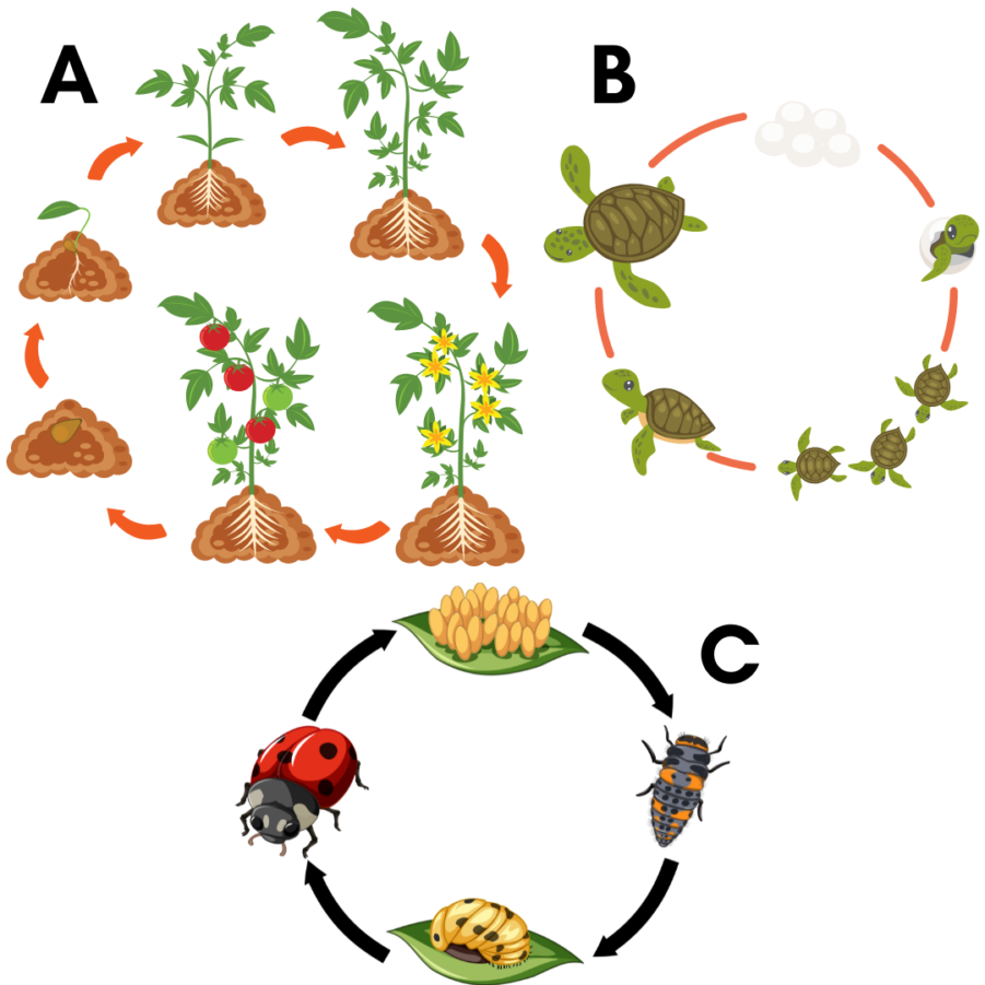 life cycle diagrams