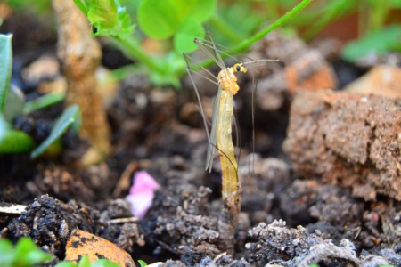 Cranefly 4471998 1280
