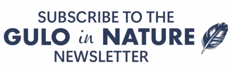 Gulo in Nature Newsletter
